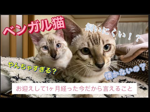 ベンガル猫って飼いにくい！？実際どうなのか子猫と1ヶ月暮らしてみて感じたこと
