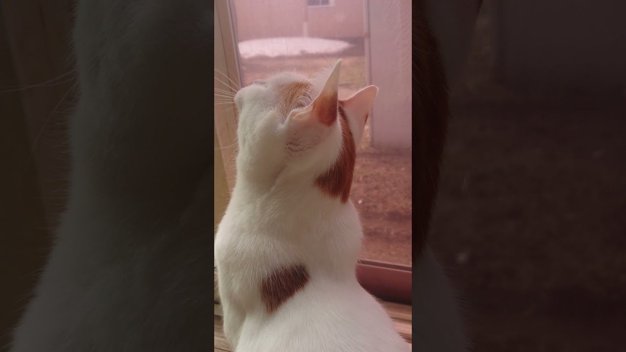 #猫  #ターキッシュバン  ルカがどうやら窓にはりついた虫に反応したようです
