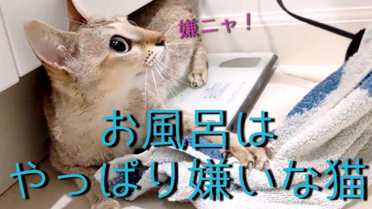 シンガプーラのプリン お風呂はやっぱり嫌いな猫
