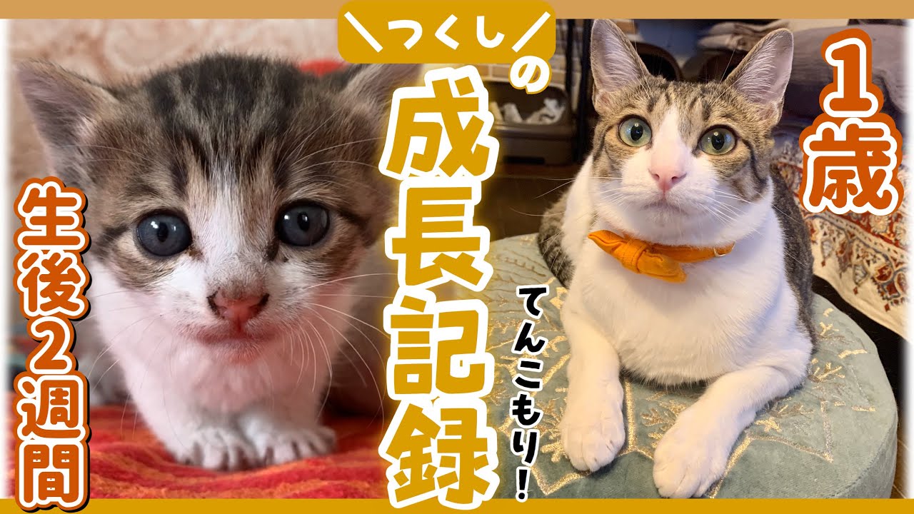 屋根にいたところを保護！キジ白猫『つくし』の成長記録【生後２週間〜１歳】