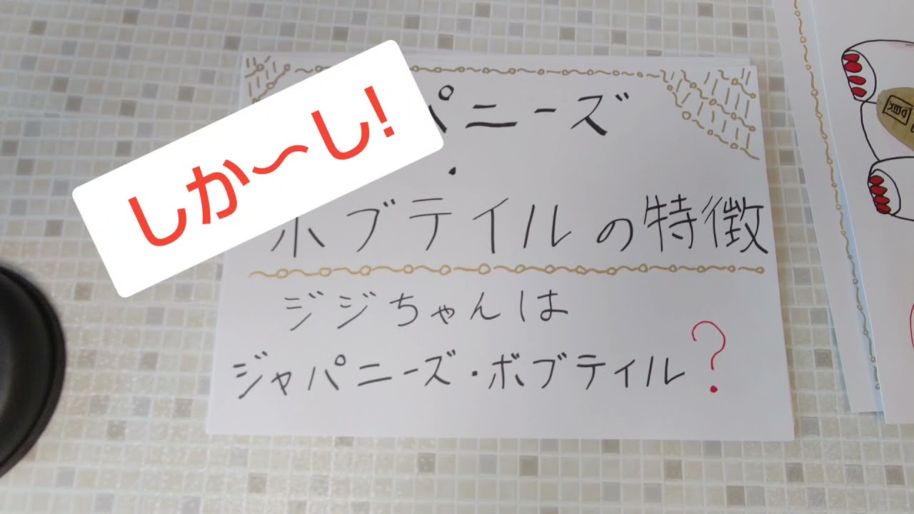 ジジちゃん♥ジャパニーズボブテイル血統認定なるか⁉️続き〜My cat is a beckoning cat〜