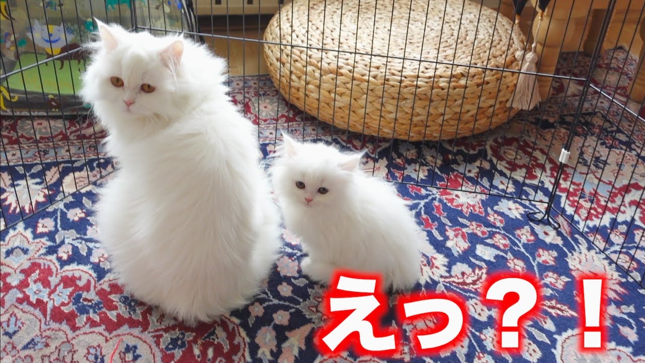 めっちゃ可愛い！子猫が自分とそっくりで怒る猫w
