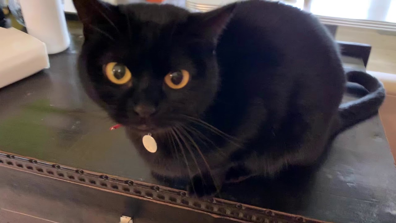 話しかけるとお返事する猫ハナちゃん☆Black bombay cat（黒のボンベイ猫）4匹黒猫ボンベイファミリーのにぎやかな1日