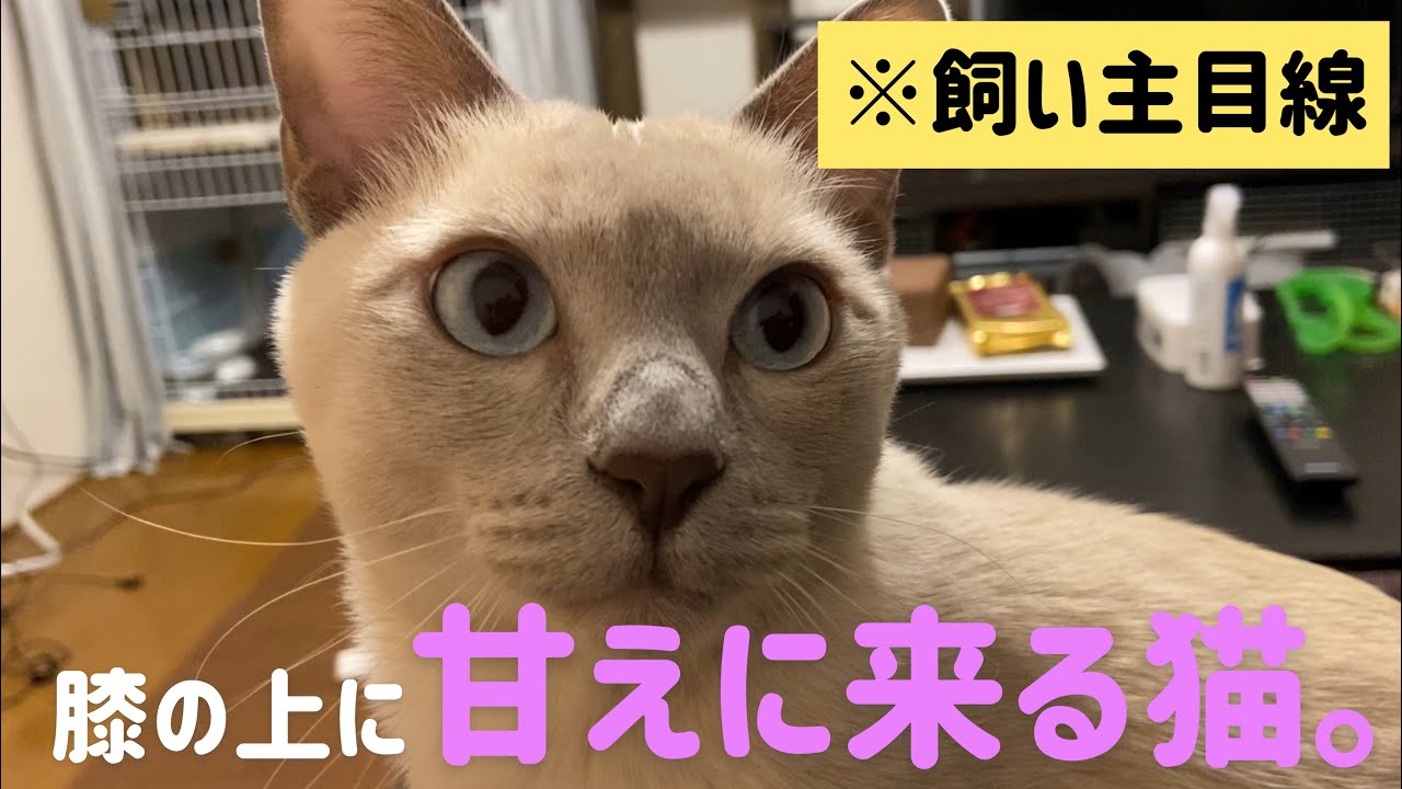 【飼い主目線】膝の上に甘えに来る猫。【トンキニーズ】The cat which comes in dependence on the knee