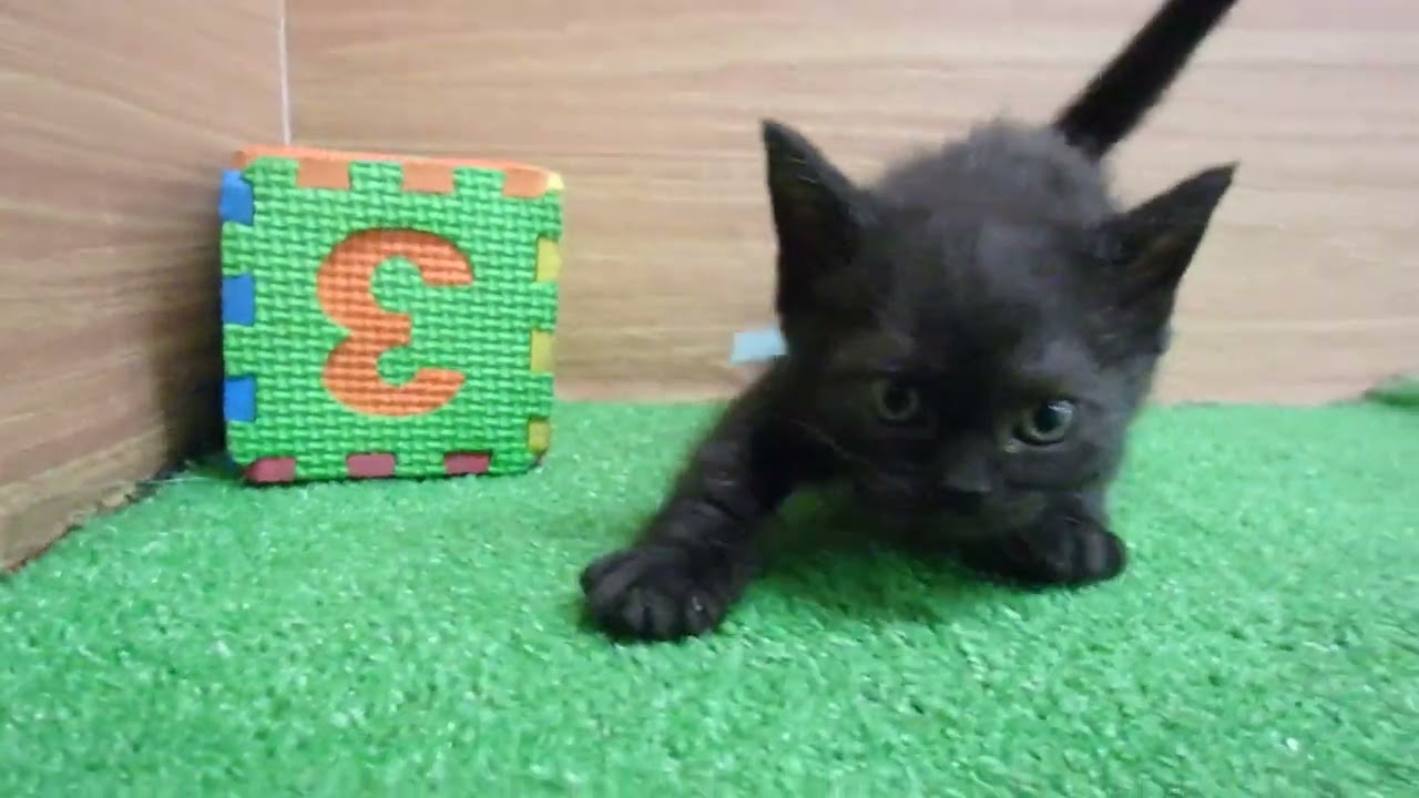 Coo&RIKU　No00579250 スクーカム