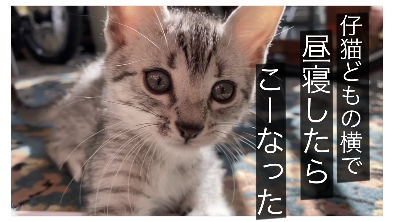 仔猫共の横で昼寝したらこーなる【エジプシャンマウ】