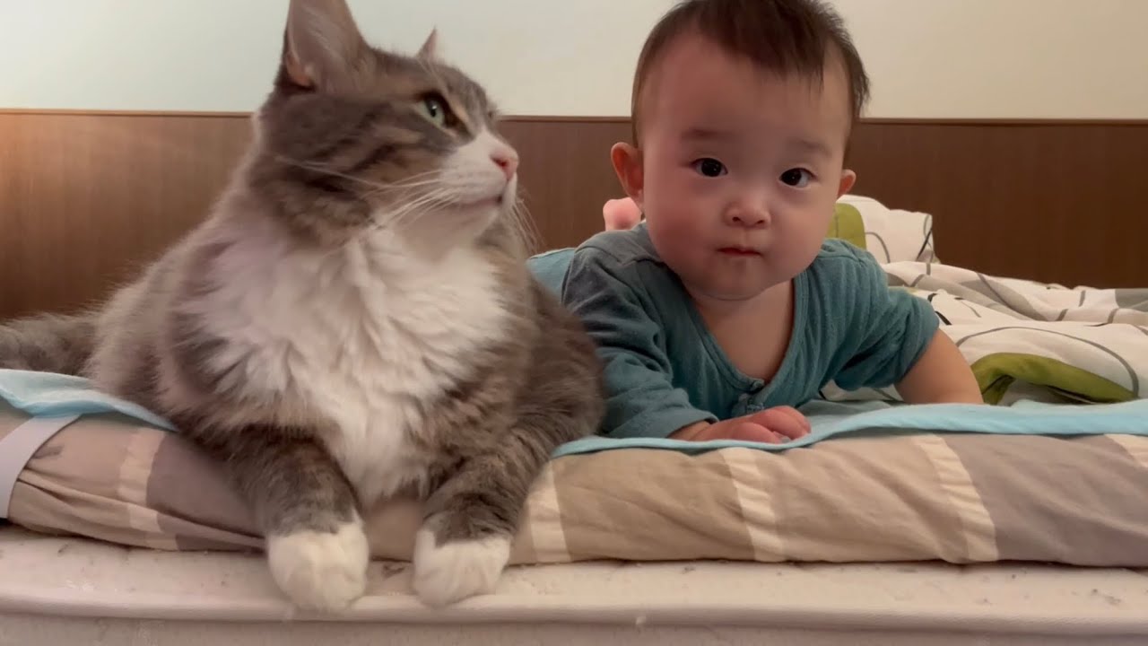 寝起きの赤ちゃんから追いかけられる猫　ラガマフィン　Cat chased by waking baby