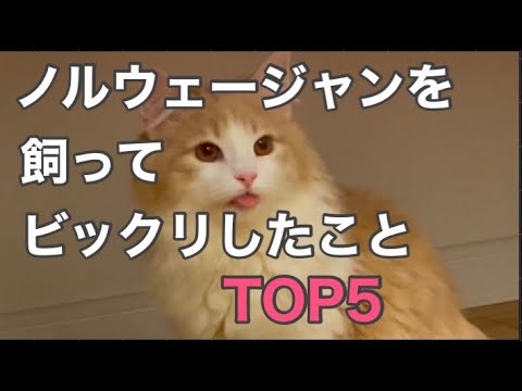 ノルウェージャンフォレストキャットを飼ってビックリしたことTOP5★
