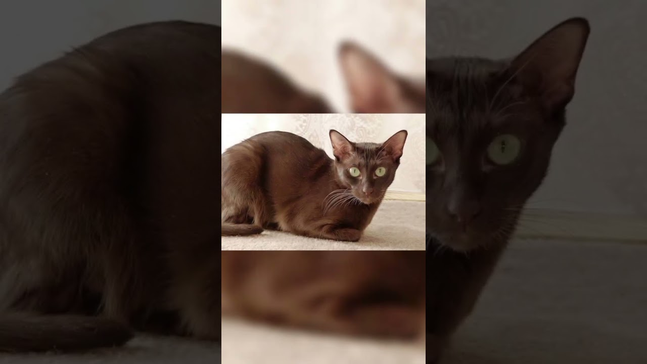 Havana Brown 😺 #cats #animals #shorts