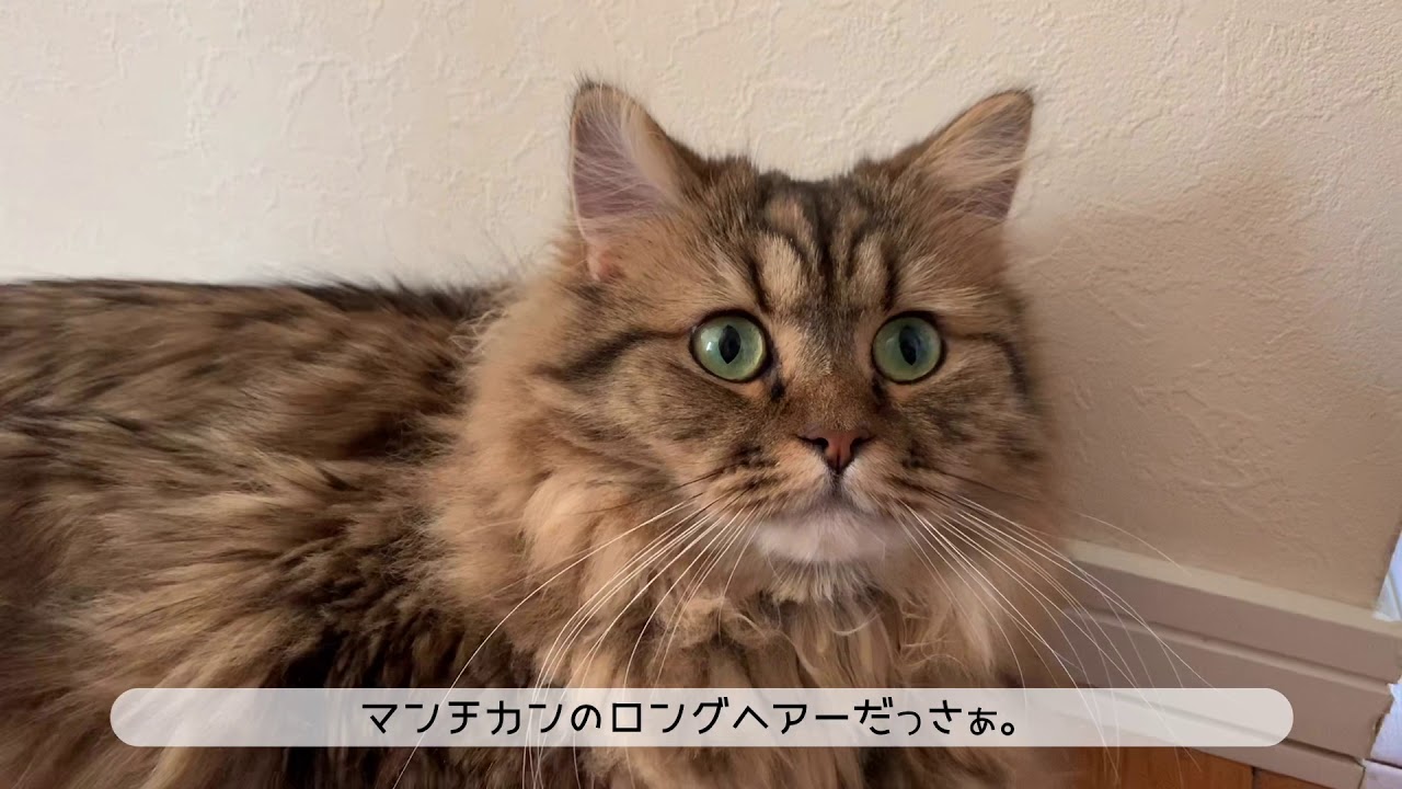 可愛い♡長足なのにマンチカン（ロングヘアー）猫