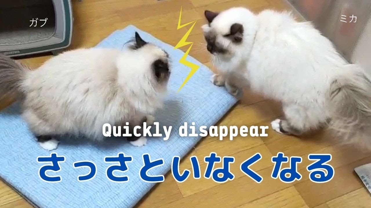 いたと思ったらもういないバーマン猫たち【さっさといなくなる】Quickly disappear（バーマン猫）Birman/Cat