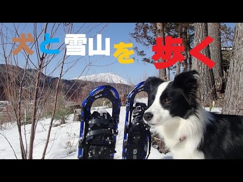 犬達とスノーシューで雪山を歩く　厳冬の冬山　雪解けの丘