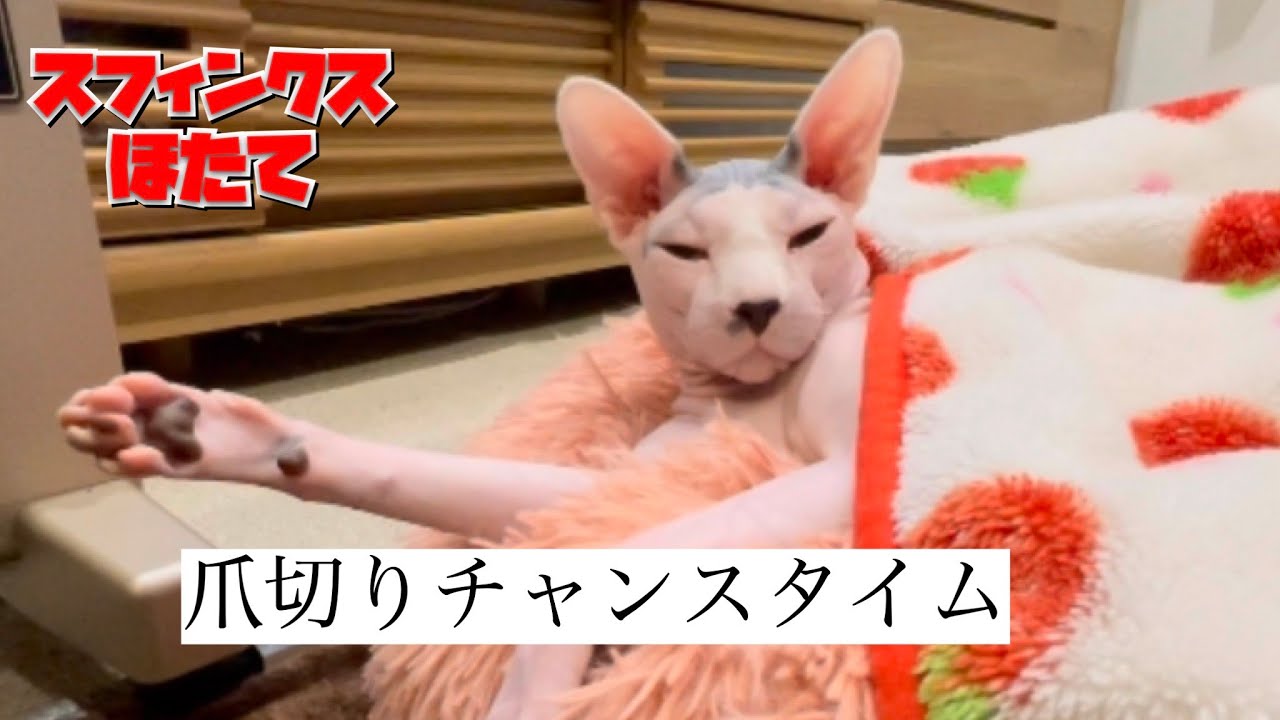 油断してるときを狙われるほたて猫【スフィンクス猫】
