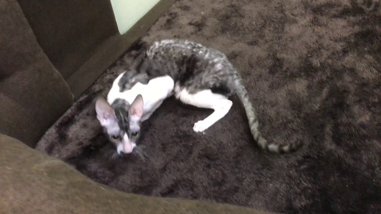 ななはちーずスイートホーム☆コーニッシュレックスのチャップリンちゃん 2018.4.14