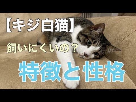 【解説】キジ白猫ってどんな猫？特徴、性格を徹底解説！飼いにくいって本当？#キジトラ猫　#キジ白猫