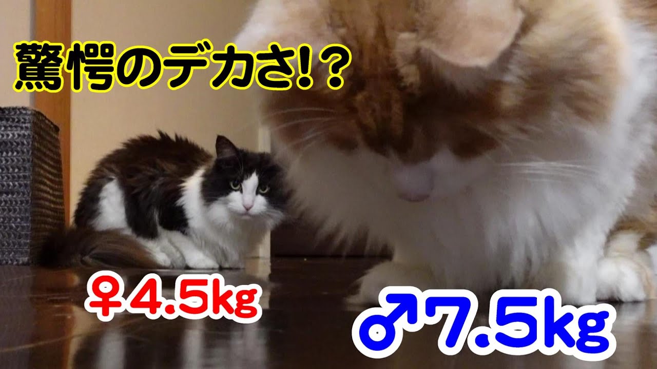 【メインクーンの生態1】メインクーン（♂）の大きさについて