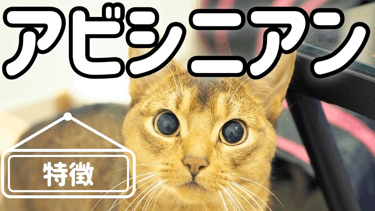 アビシニアンの特徴【アビシニアンとは】Abyssinian features.