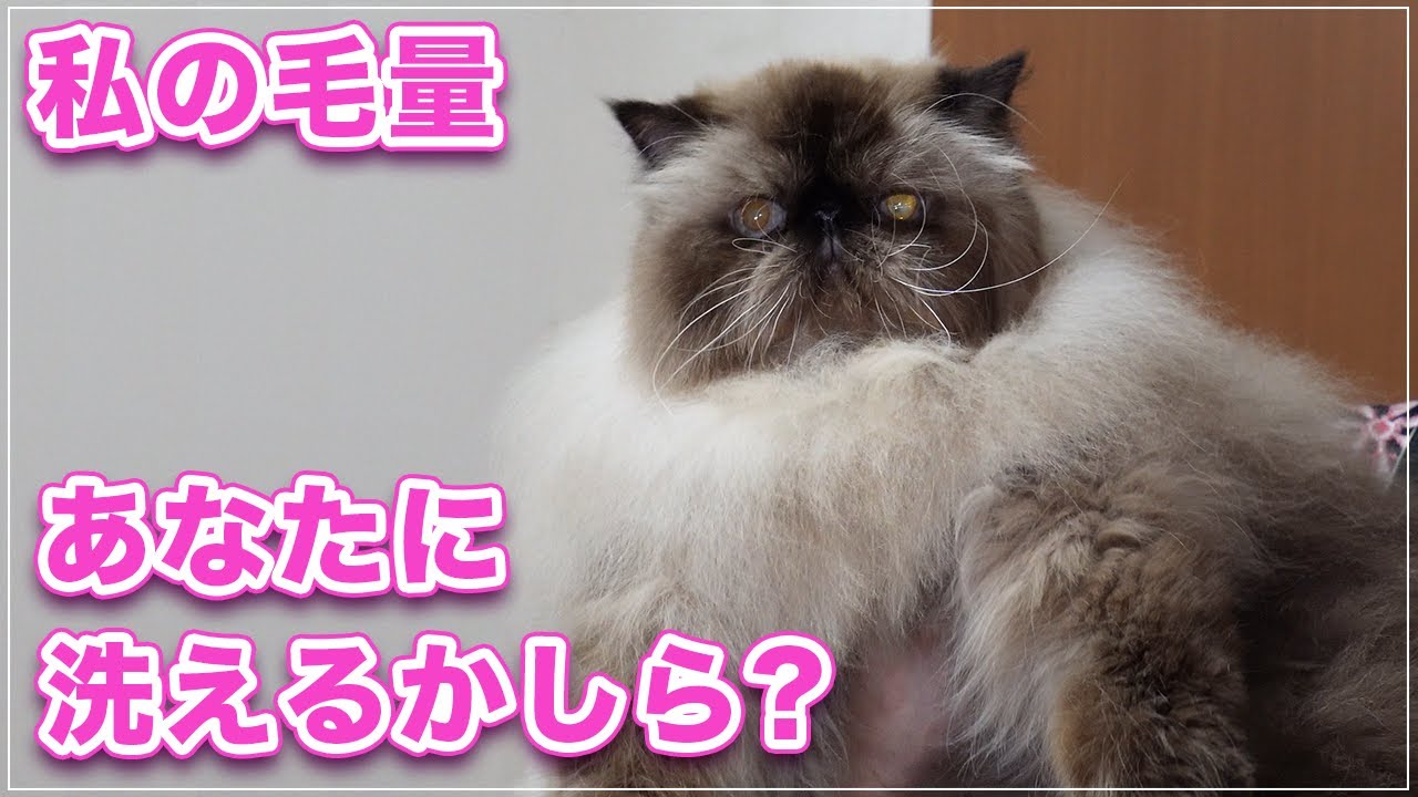 【ガブリエラちゃん】モフモフのフルコート！お家でシャンプーすると絶叫系らしいのですが...【ヒマラヤン】