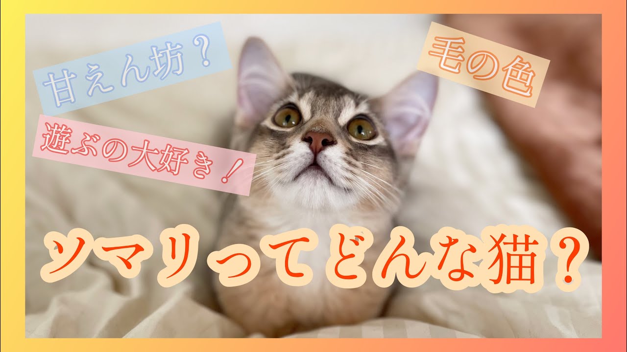 【ソマリってどんな猫？】ソマリは人懐こくて甘えん坊！〜これを見ればソマリが大好きになる〜