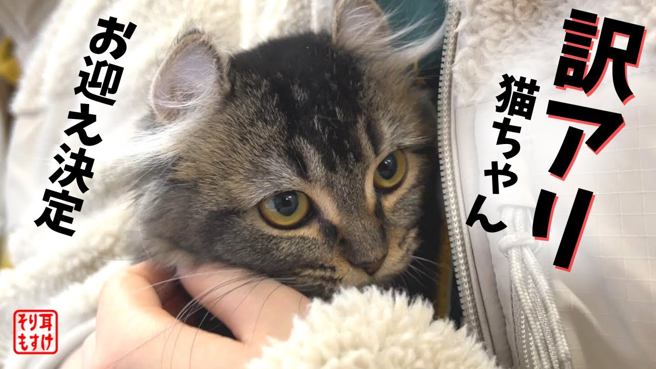 一万円の猫ってどんな猫？お迎えしてみたA cat that was sold for $ 100