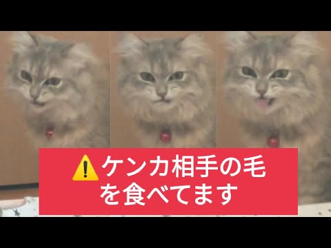 ラガマフィンの特徴と性格を飼い主側からの目線で伝えます【猫】