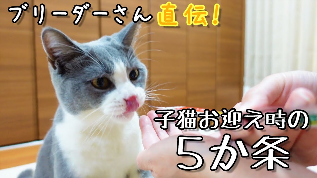 【飼い方】ブリティッシュショートヘアや子猫のお迎え時のポイントをざぶ君で解説した動画です＾＾