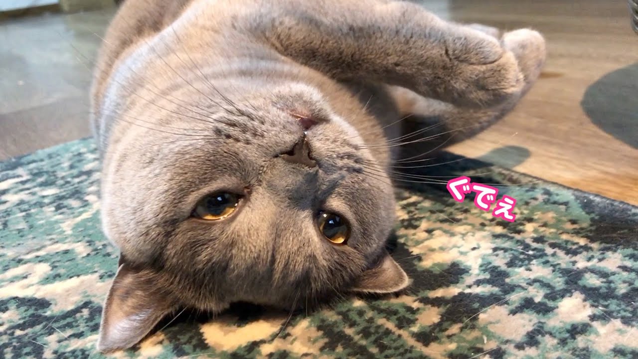 我が家ののんびりすぎるシャルトリューがこちらですw