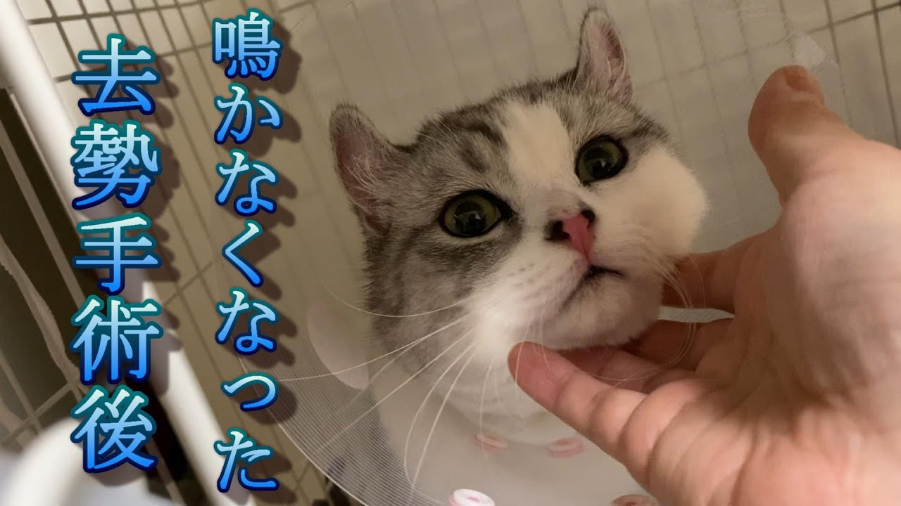去勢手術後、猫の一日のルーティン【アメリカンカール】
