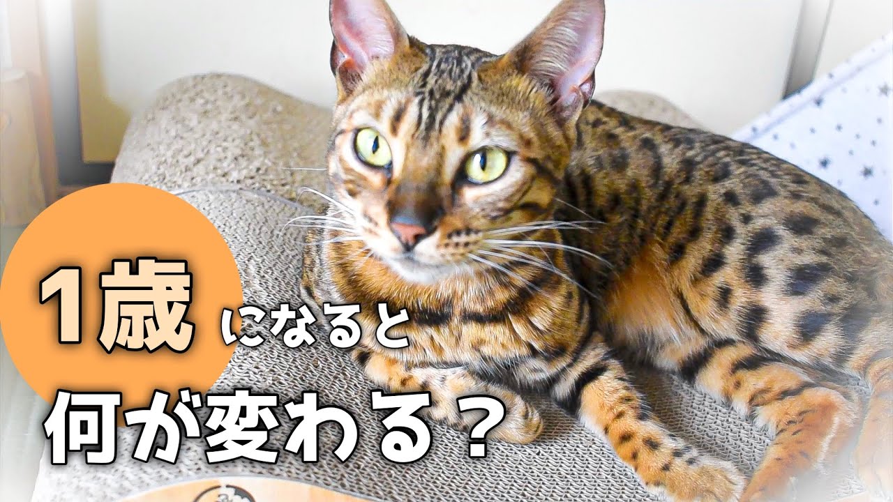 【ベンガル猫】1歳になると何が変わる？暮らして分かった事を紹介します