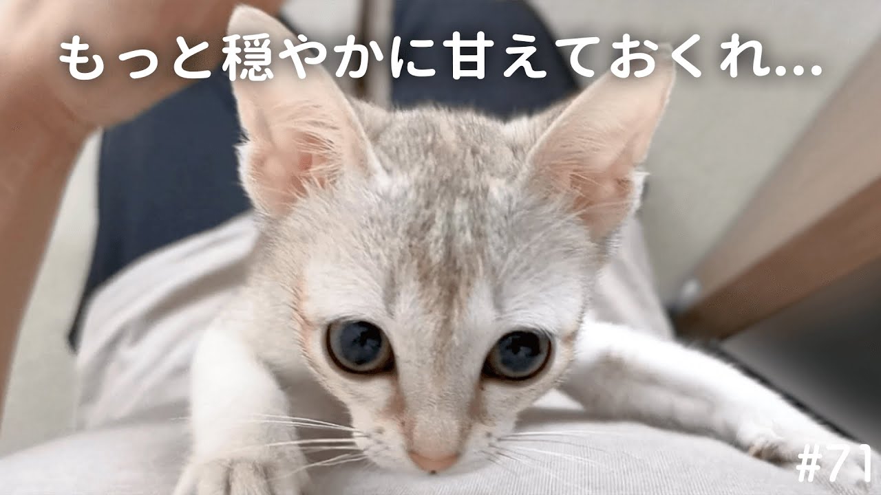 甘えたくて飼い主に飛びついてくる子猫がかわいい…！【シンガプーラ】