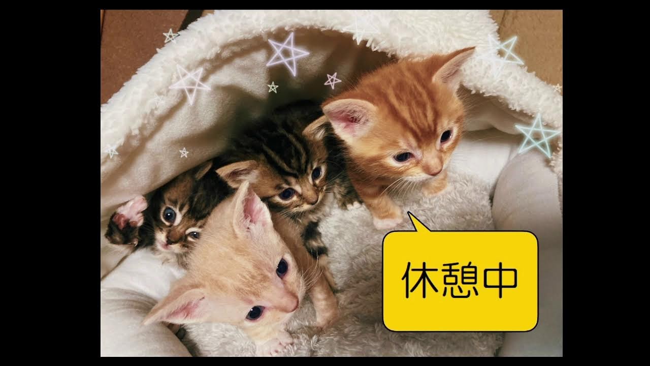 子猫のライブ配信（ラグドールとラパームのMIXです！）