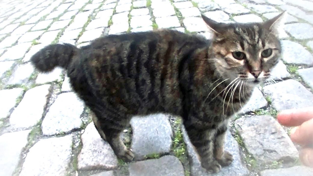ネコ歩き　猫とホカホカ焼き栗とカヌーン！ジャパニーズボブテイル発見か？