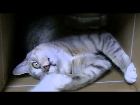 【デブ猫編】ダンボールパンパンニャ～