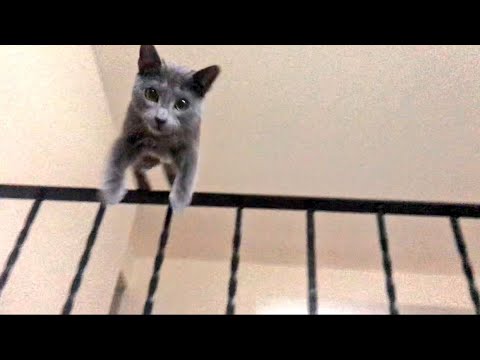 容赦なく突撃してくるロシアンブルー