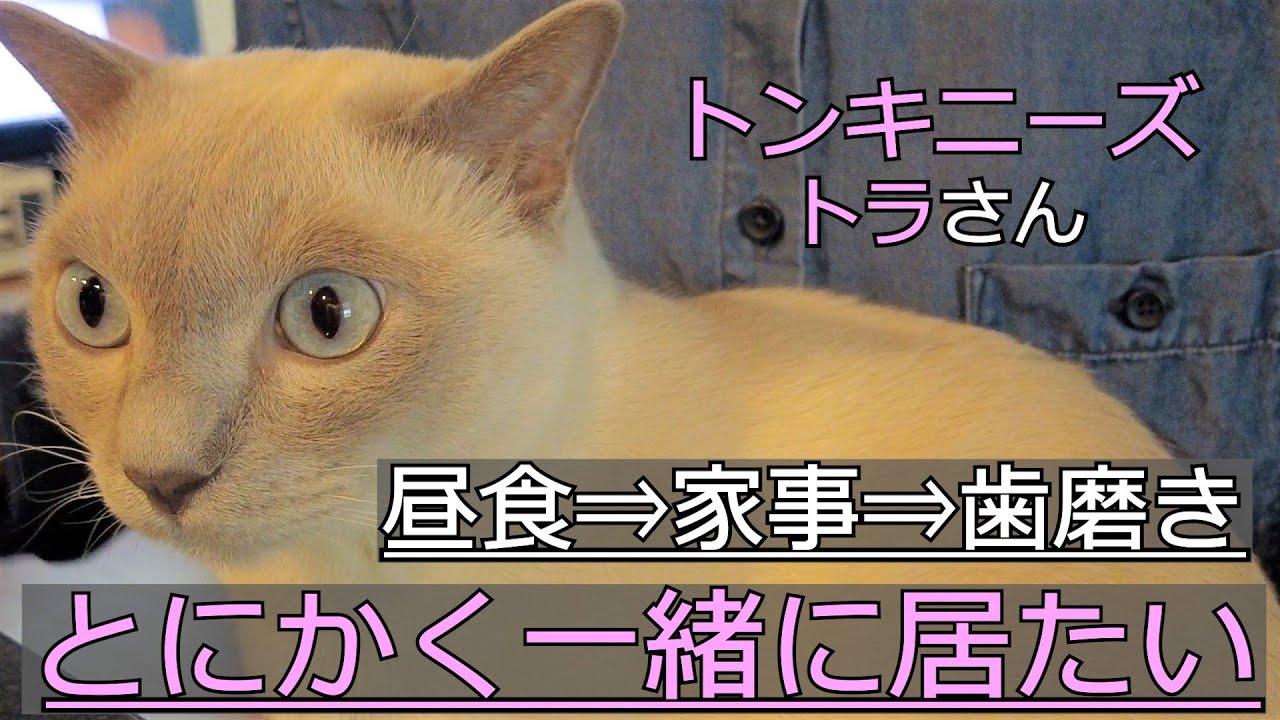 【あるある】【トンキニーズ】ママと行動を共にしてくれます（＃50）