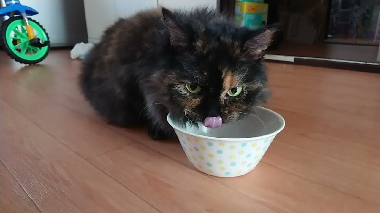 【子猫】とあるスクーカムの日常 ごはんからお休みまで