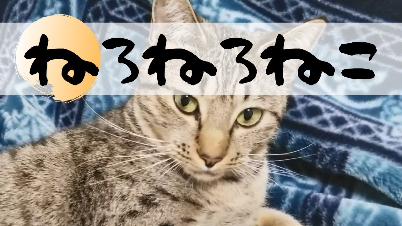 オシキャットのねろねこ