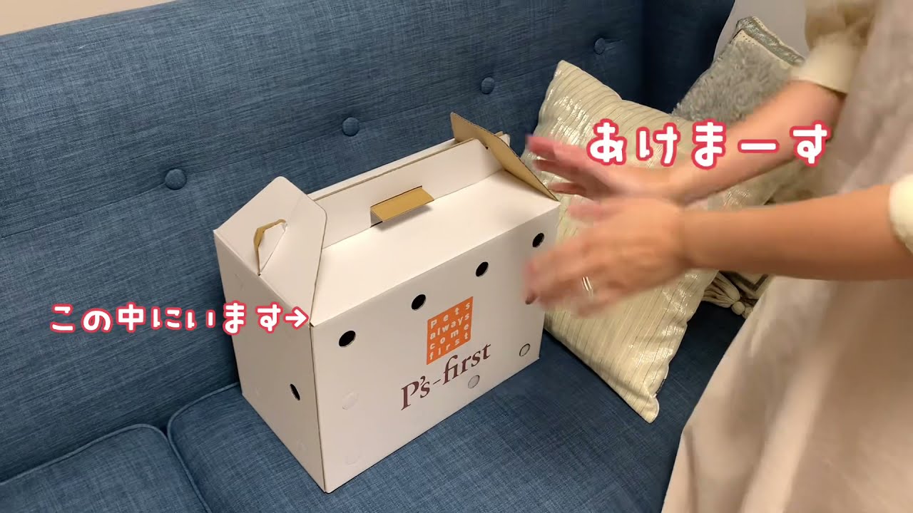 【子猫】短足マンチカンの子猫をお迎えしました I started to keep a munchkin kitten