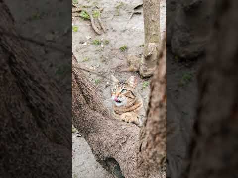 What breed is a brown cat? I Havana Brown