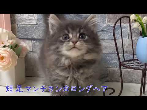 【ナナハチ’s ROOM】短足マンチカン☆ロングヘア　　ブルータビーの男の子　20200810