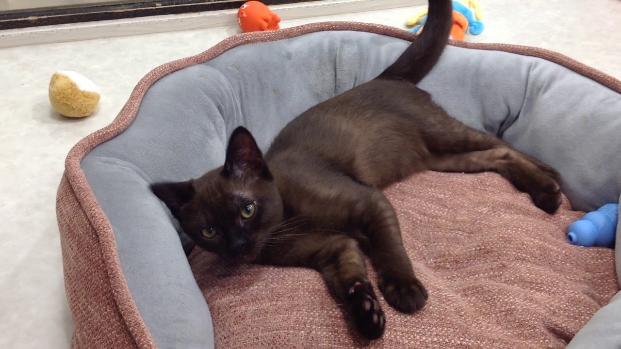 NO58336　バーミーズ　男の子　2020/7/3生まれ