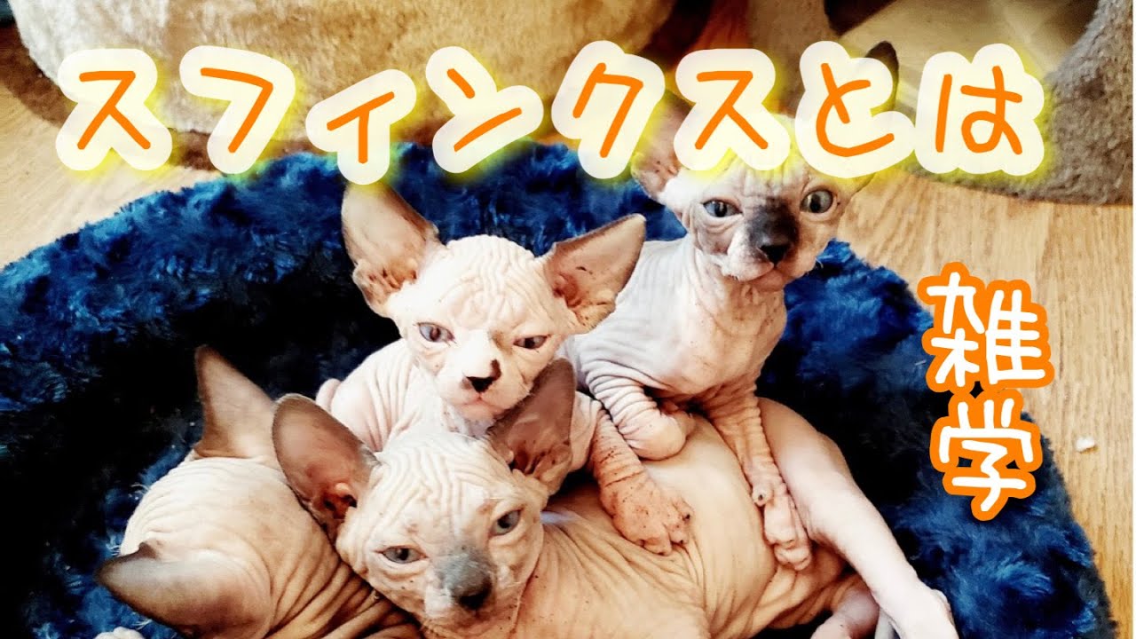【猫】スフィンクスとは【雑学・豆知識】Spnynx