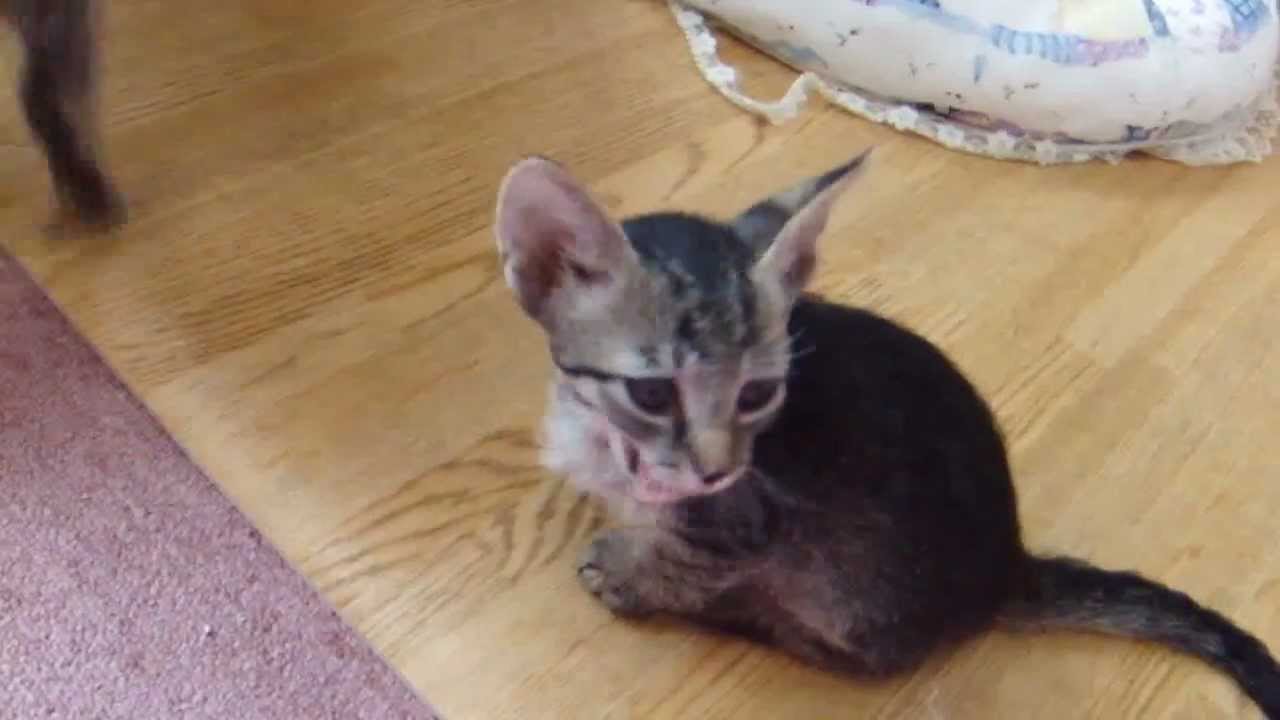 コーニッシュレックス＆スクーカムのＭｉｘの子猫たち