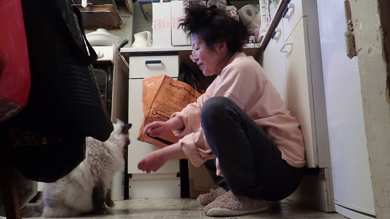 Cat trick training うちのもっふんちゃんに芸を教える