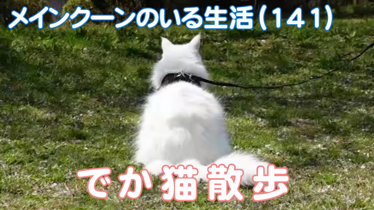 【メインクーンのいる生活141】でか猫びあんこのお散歩