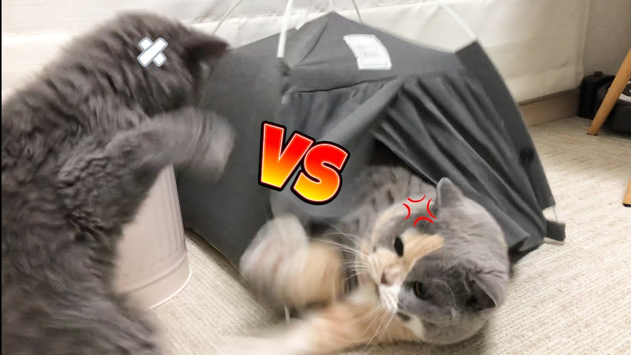 ダイソーのテントを買ったらまさかの争奪戦に！！｜セルカークレックス｜ブリティッシュショートヘア