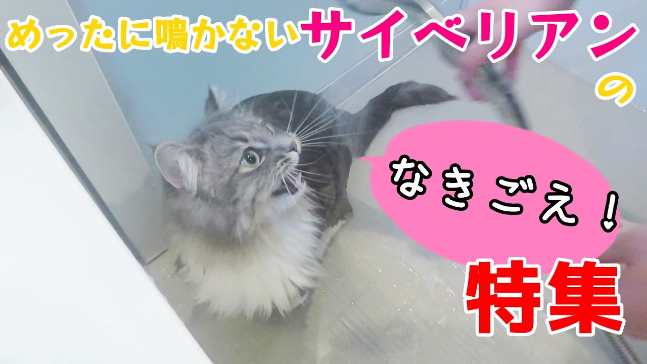めったに鳴かないサイベリアン猫の色んな鳴き声を集めました！【サイベリアンのラフィ#134】