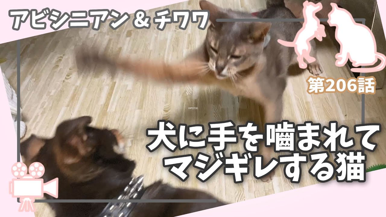 [206話] (チワワ&アビシニアン) 犬に手を嚙まれてマジギレする猫