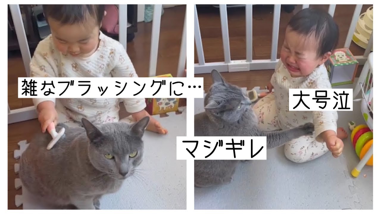 雑なブラッシングにぺぺ(ロシアンブルー)キレる。子どもに噛み付いて号泣。※本気で噛んでません。ネコと赤ちゃん