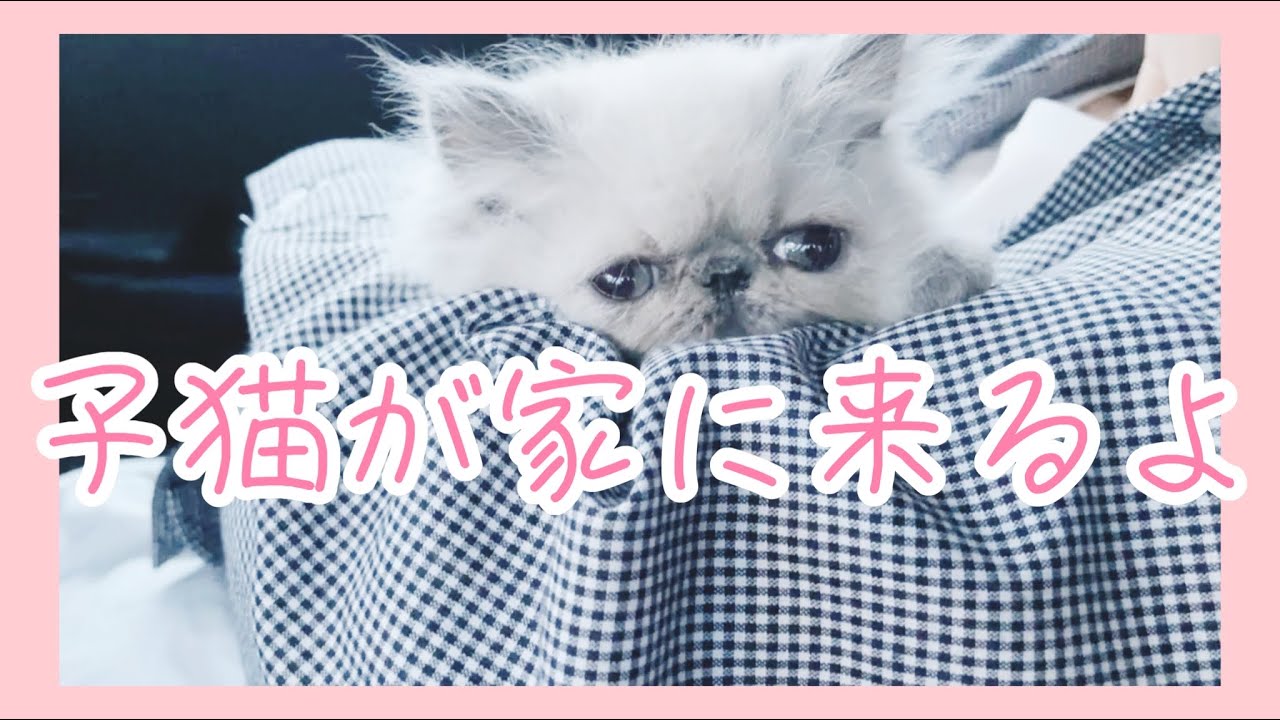 ［ヒマラヤン］子猫が初めて家にいくまでの道のりが可愛いすぎるよ！家族になりました。